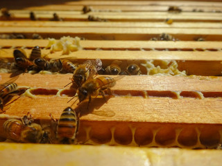 Les ruches et leurs miel 