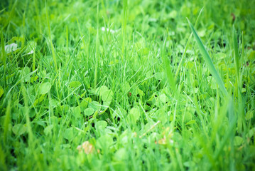 Green lawn grass close up background.