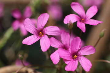 Floración de una planta de Oxalis