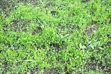 Green lawn grass close up background.