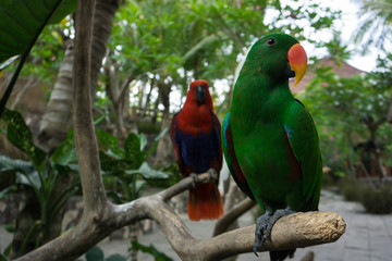 red and green macaw