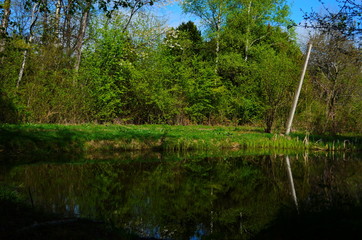 Blue water in a forest lake with pine trees