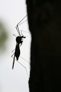 Mücken-Silhouette