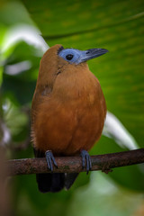 Capuchinbird - Perissocephalus tricolor, beautiful special bird from South American forests, Amazon, Brazil.