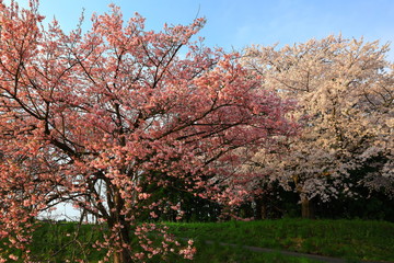 青空と桜