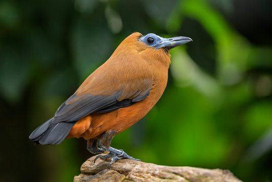 Capuchinbird - Perissocephalus tricolor, beautiful special bird from South American forests, Amazon, Brazil.