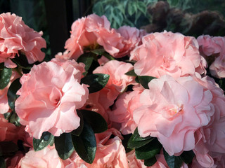 Flowers of a beautiful blooming Azalea in the sunlight. Pink bouquet of rhododendron in a pot. perfect gift and background