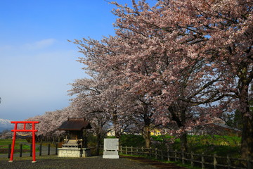 青空と桜