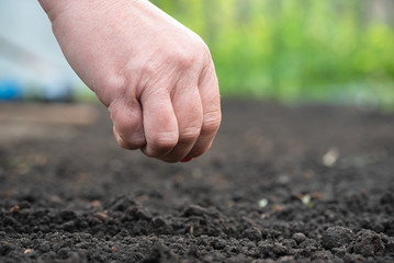 A gardener is planting a seed in the garden soil on garden bed background close up.