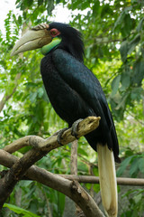yellow billed hornbill in tree