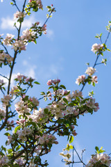 Äste mit weißen Blüten vor blauem Himmel