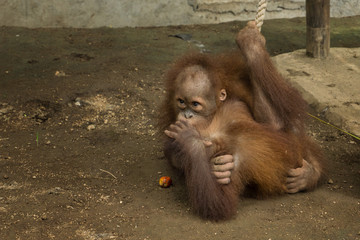 Baby orang utan Playing