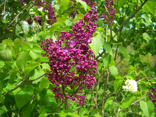 purple lilac