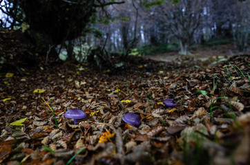 Cortinarius magellanicus 5