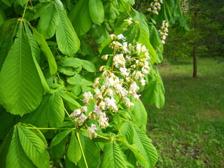 chestnut flower