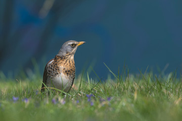 Na niebieskim tle © Tomek Kiecana