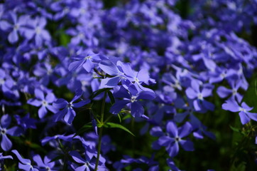 Creeping phlox (Phlox subulata), also known as the moss phlox. Blue flowering plant, beautiful background for a postcard.