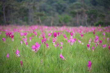 Obraz premium Krachiew flower field at Sai Thong National Park in Chaiyaphum, Thailand
