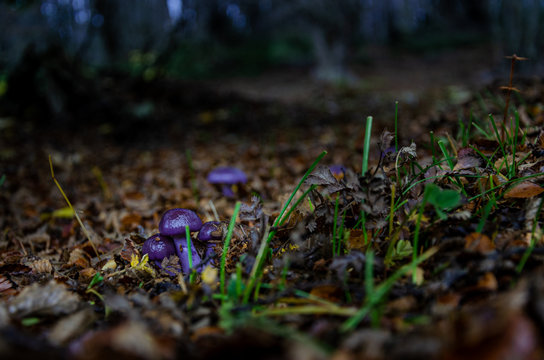 Cortinarius magellanicus 6