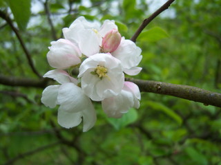 apple tree flower