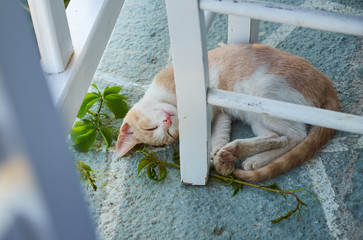 Young ginger and white stray cat napping underneath a wooden taverna chair in Greece.