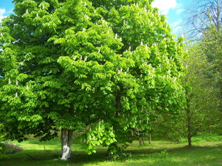 Fototapeta na wymiar flowering chestnut