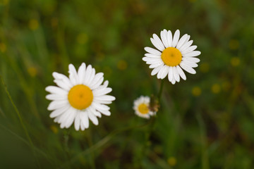 Obraz premium Flowers on the land, Croatia, Europe