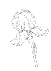 Showy Iris flower isolated. Hand drawn line art illustration. Design element for wedding invitation card, gift paper, textile, fabric - Vector