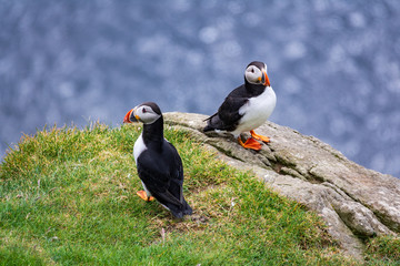 Two puffins looking in different directions with ocean background