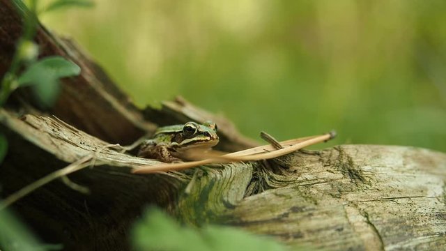 Edible frog in the natural habitat in HD VIDEO. Beautiful young green common water frog - Pelophylax esculentus - sitting on the broken tree trunk on the grass in the forest. Close-up.