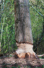 Obraz premium Eurasian beaver teeth marks from gnawing evident on a huge oak tree in Germany in spring.