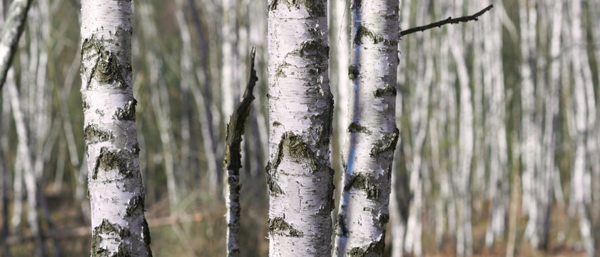 Panoramic view of birch tree trunks in a forest grove on a sunny winter day.