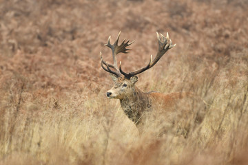 Red deer cervus elaphus in autumn colours
