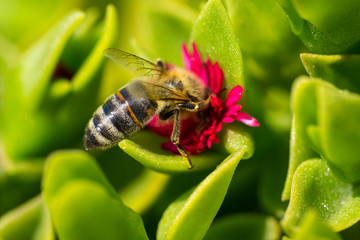 A bee collecting pollen on red. Macro photography