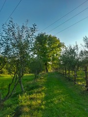 forest road trough the green forest in summer day