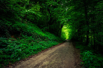 Fototapeta na wymiar Mysterious path In the forest 