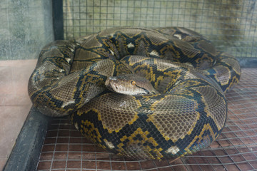 Snake in cage