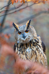 EURASIAN EAGLE OWL - BUHO REAL (Bubo bubo)