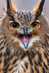 EURASIAN EAGLE OWL - BUHO REAL (Bubo bubo)
