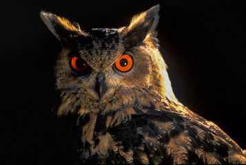 EURASIAN EAGLE OWL - BUHO REAL (Bubo bubo)
