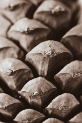 close up of pine cone