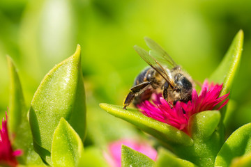 A bee collecting pollen on red. Macro photography
