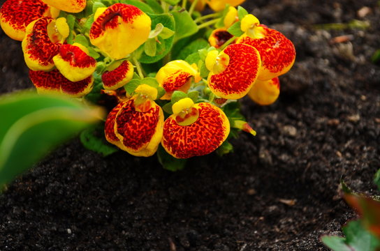 colorful of calceolaria and green leaf with sun light,