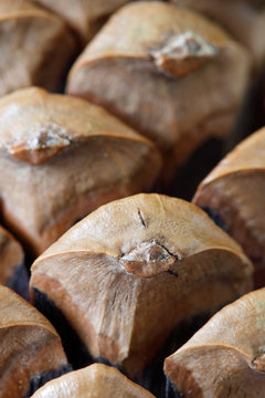 Close Up Of Pine Cone