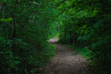Fototapeta na wymiar Mysterious path In the forest 