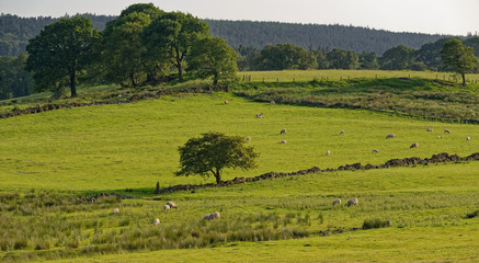 Fototapeta na wymiar Sheep grazing on the slopes of the Fewston Valley near to Harrogate in West Yorkshire, in fields close to the Reservoir on a Summers Day in June.