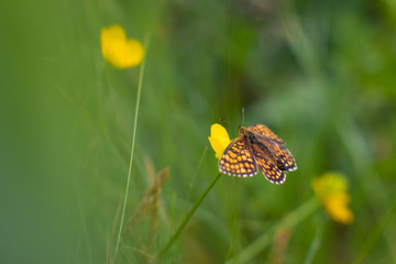Small butterfly on the flower
