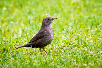 Common blackbird female on grass (Turdus merula)