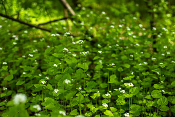 green leaves with white flowers