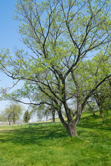 丘の上で見上げる大きな桜の新緑の葉が眩しい